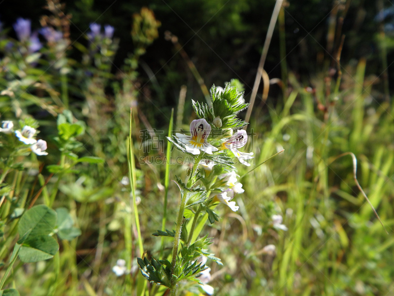 eyebright,美,水平画幅,夏天,特写,顺势医学,人的眼睛,白色,田地,植物