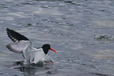 蛎鹬,水,天空,康沃尔,沙子,动物身体部位,英格兰,野外动物,人的眼睛,防水长靴