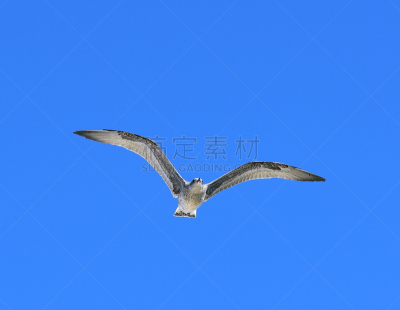 欧洲银鸥,美国银鸥,初级水平,斑驳的,水平画幅,欧洲,鸟类,巨大的,黑色,海洋