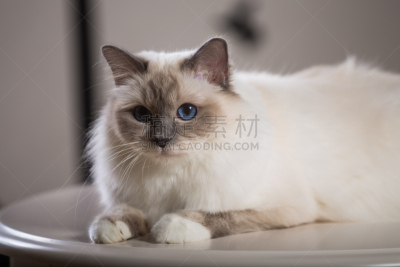 猫,灵性,室内,缅甸猫,俄罗斯人,美术肖像,缅甸,正面视角,美,褐色