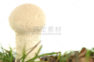 普通马勃,水平画幅,孢子,秋天,无人,真菌学,蘑菇,食用菌,真菌,porcini mushroom