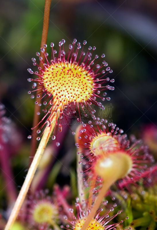 茅膏菜,自然,垂直画幅,水,野生动物,无人,夏天,沼泽,户外,特写