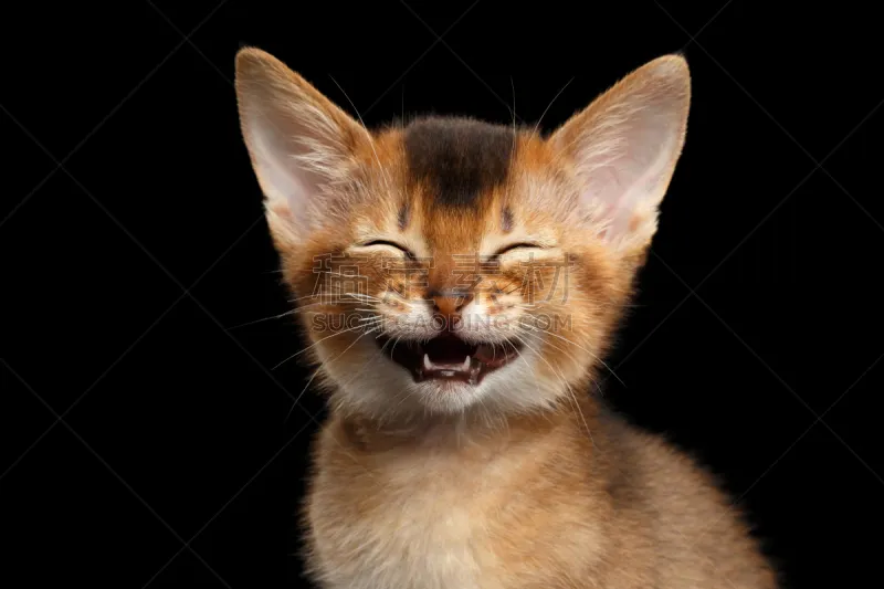 阿比西尼亚猫 分离着色 黑色背景 猫的叫声 猫 动物 欢乐 猫科动物 幸福 小猫图片素材下载 稿定素材