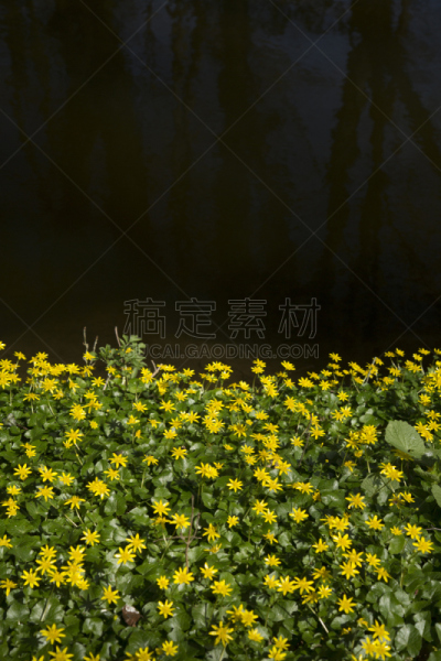 沟,白屈菜,小白屈菜,维管植物,维管束,自然,垂直画幅,水,无人,花