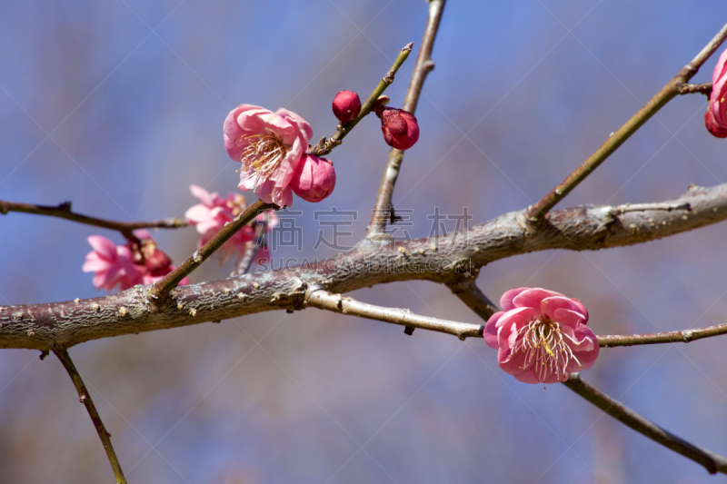 梅花,春天,早晨,天空,美,公园,珊瑚色,里山,水平画幅,无人