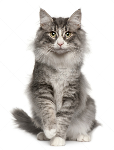 挪威森林猫,灰色,白色,垂直画幅,正面视角,机敏,留白,注视镜头,无人,动物主题