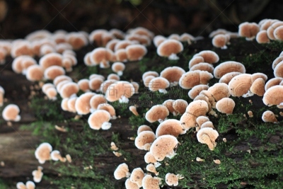 蘑菇,森林,花园矮人雕像,水平画幅,孢子,无人,符号,苔藓,户外,草