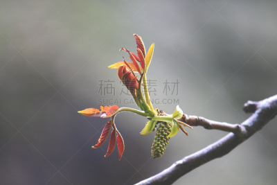 胡桃树,自然,水平画幅,胡桃,无人,枝,自然界的状态,叶子