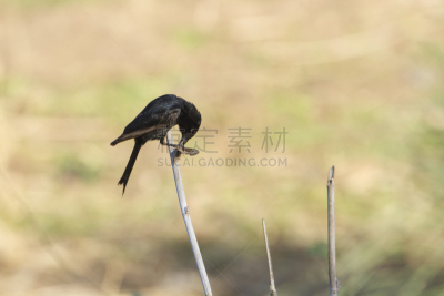 卷尾,克鲁格国家公园,花园耙,叉状卷尾鸟,肉食植物,林波波省,普马兰加省,生物保护区,莫桑比克,乌鸦