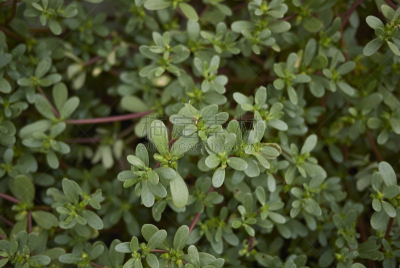 portulaca,酸,水平画幅,无人,维生素,夏天,户外,特写,花蕾,植物