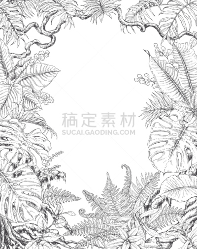 边框,热带灌木,复叶,热带气候,干酪藤,生物,植物,背景,巴西,热带树