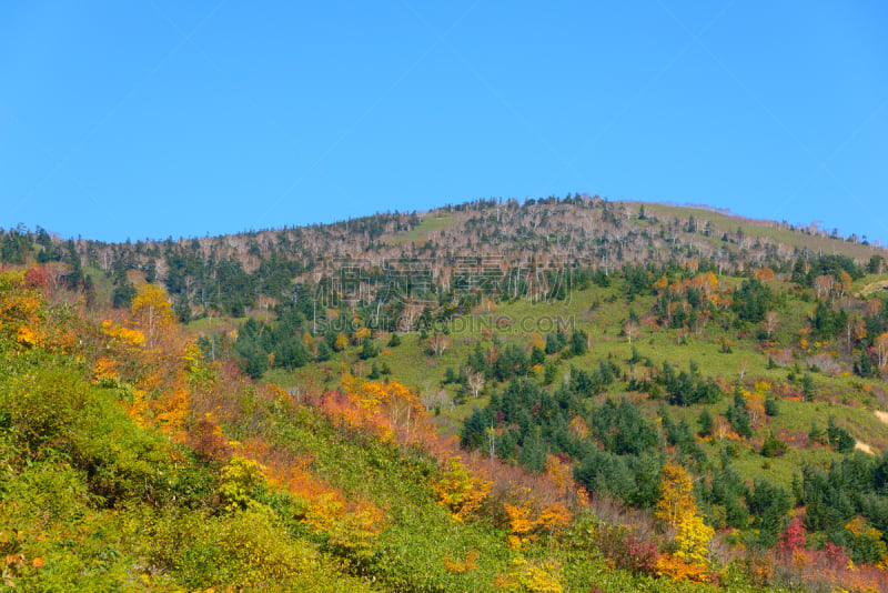 八幡平市,叶子,秋天,山,鹿角市,岩手县,秋田县,日本秋田犬,天空,美