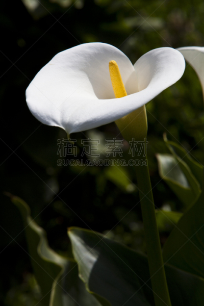 特拉华,垂直画幅,白色,植物,无人,巴西,绿女神,摄影,花