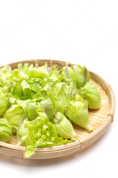蜂斗菜,三赛植物,黄绿色,垂直画幅,绿色,日本,白色背景,春天,植物,成分