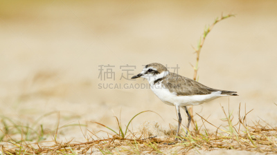 环颈鸻,斯里兰卡,鸟类,鸻,自然,野生动物,水平画幅,无人,观鸟,印度次大陆