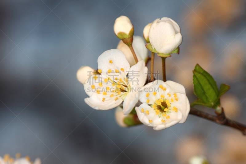 花朵,水果,里山,水平画幅,樱花,无人,户外,仅一朵花,彩色图片,枝