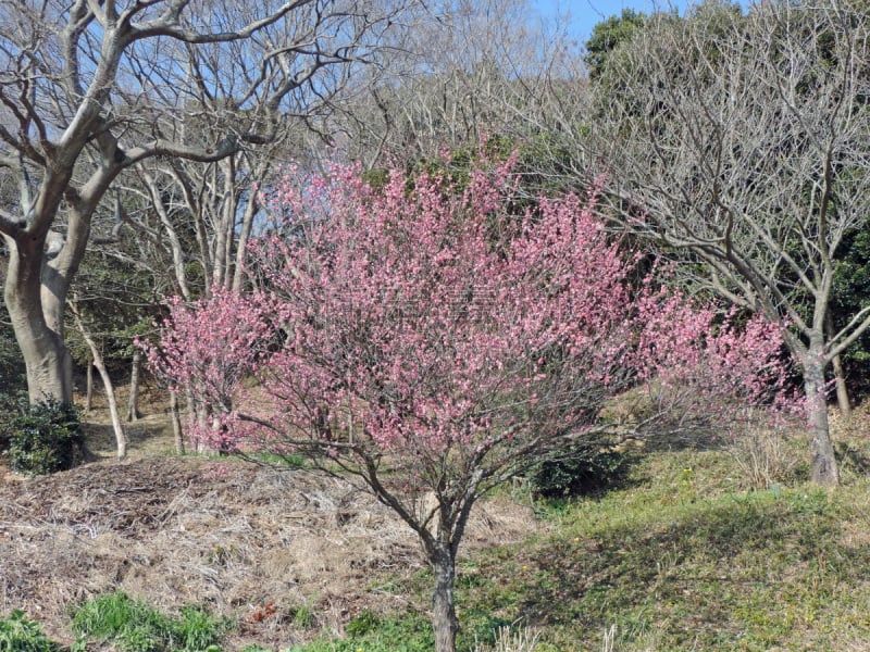 李树,花朵,和服,仅日本人,彩色背景,美术绘画,公园,日本人,李子,关东地区