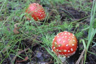森林,林间空地,蘑菇,少量物体,鹅膏菌,水平画幅,孢子,无人,苔藓,夏天