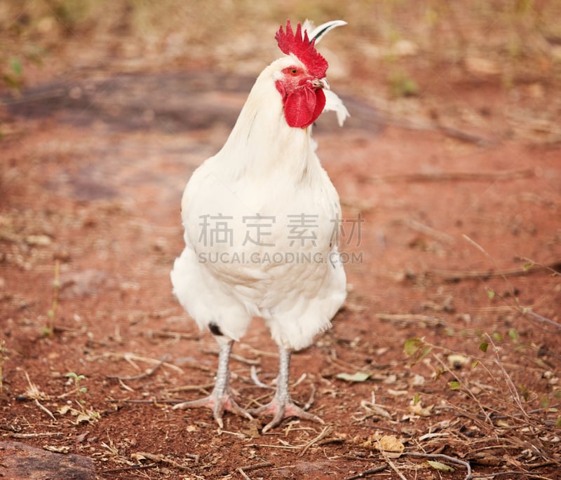 白色,公鸡,白来杭鸡,后院,自然,纯种犬,水平画幅,家畜,家禽,鸟类