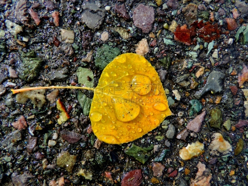 雨,秋天,东方棉白杨叶,水平画幅,琥珀,三叶杨,无人,湿,叶脉,鹅卵石