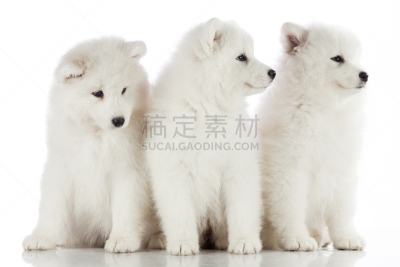 小狗,萨摩耶犬,白色背景,分离着色,钚,三只动物,幽默,水平画幅,小的,可爱的
