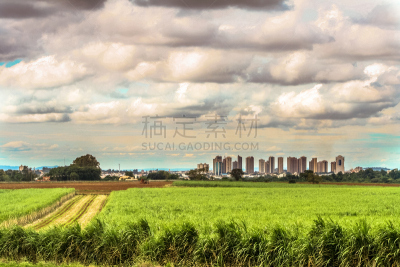 田地,甘蔗,南美,水平画幅,无人,户外,草,都市风景,植物,商业金融和工业