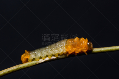 自然,幼虫,锯蝇,无脊椎动物,野生动物,水平画幅,野外动物,毛虫,特写,泰国
