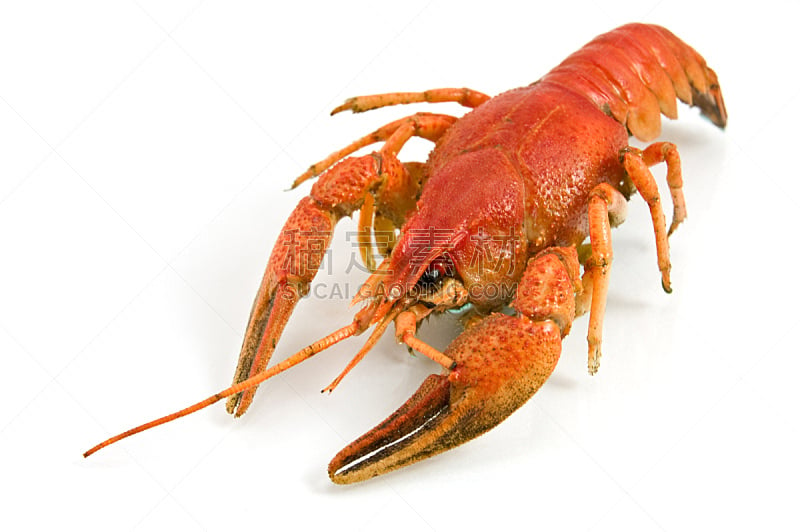 龙虾,红色,煮食,水平画幅,彩色图片,无人,甲壳动物,海产,食品,摄影