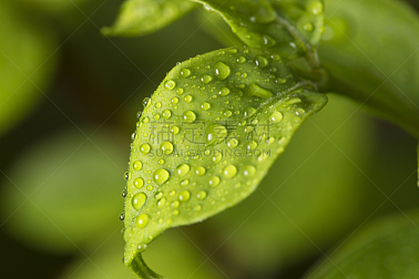 水,叶子,绿色,水滴,水平画幅,纹理效果,无人,湿,夏天,特写