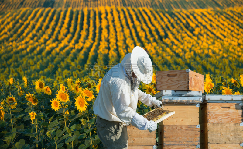 beekeeper,养蜂,昆虫群,蜂蜡,水平画幅,枝繁叶茂,户外,男性,仅男人,仅成年人