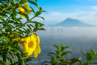 特写,墨拉皮火山,黄色,仅一朵花,自然美,水平画幅,山,无人,日惹特区,户外