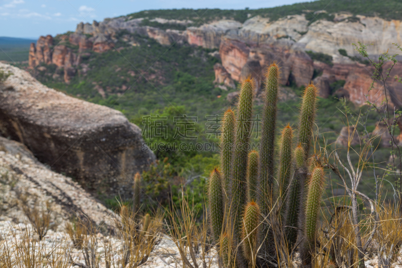 Leafy Catinga in Serra da Capivara