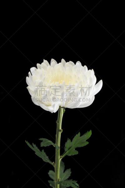 菊花,自然美,白色,自然,芳香的,黄色,季节,垂直画幅,图像,花瓣