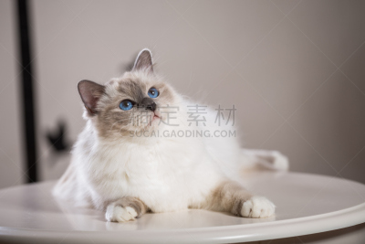 猫,室内,灵性,缅甸猫,俄罗斯人,美术肖像,缅甸,正面视角,美,褐色