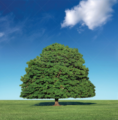 蓝色,天空,植树节,401k养老金,蔓藤架,起源,二氧化碳,垂直画幅,储蓄,无人