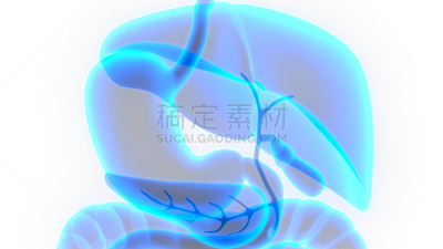 人类消化系统,水平画幅,绘画插图,科学,生物学,痛苦,成年的,食品,有序