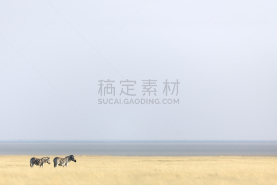 斑马,埃托沙国家公园,平原,在之后,美国公开赛,达马拉兰,赞比亚,有蹄哺乳动物,考科维尔德,卡格拉格帝边境公园
