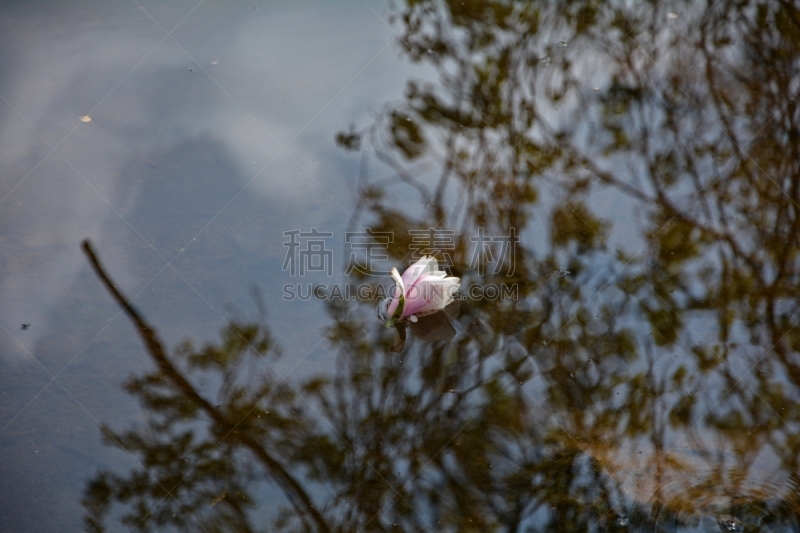 玉兰类,水,粉色,花朵,木兰科,请回避记号,香睡莲,春夏系列,天空,游泳