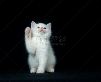 黑色背景,白色,小猫,进行中,水平画幅,可爱的,嬉戏的,猫科动物,幼小动物,一只动物