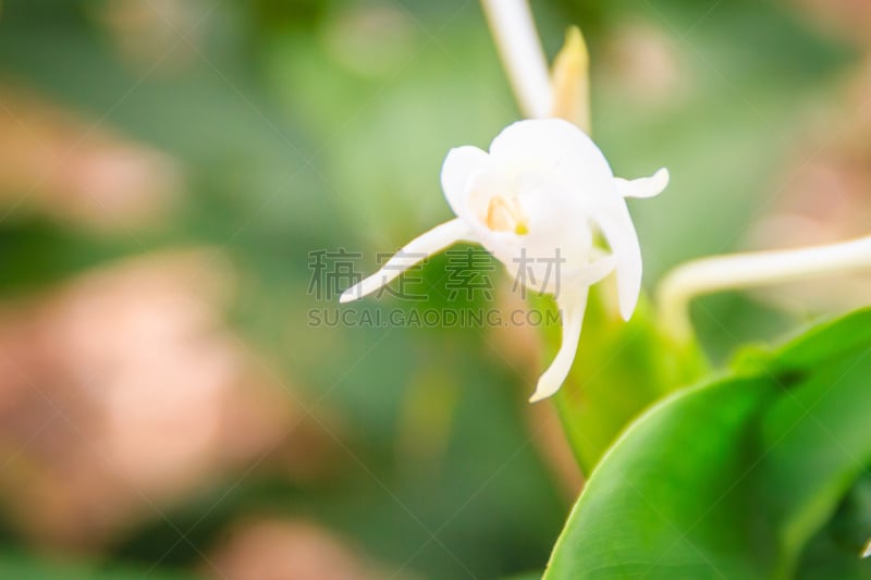 百合花,姜花,叶子,姜科,白姜百合,花环,生姜,白色,多年生植物,绿色