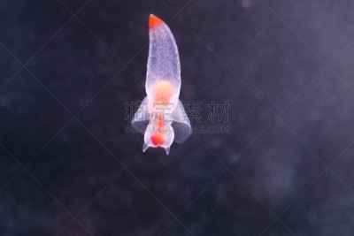 仙女,美,水平画幅,无人,水下,野外动物,知床半岛,特写,鱼缸,水族馆
