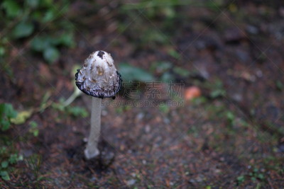 森林,鸡腿菇,水平画幅,秋天,无人,真菌学,墨水,蘑菇,户外,黑色