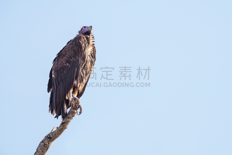 肉裙面秃鹰,自然,野生动物,水平画幅,无人,鸟类,秃鹰,南非,逆光,摄影