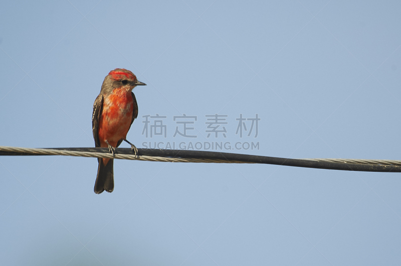 京燕,弗米利恩,朱砂鹟,野生动物,水平画幅,无人,动物,鸟类,墨西哥,哈利斯科州