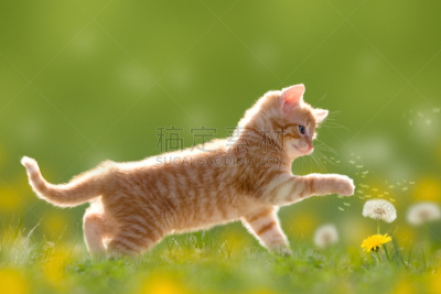 小猫,蒲公英,进行中,动物背脊,光,猫,宠物,草,可爱的,尾灯