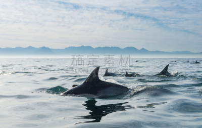 海豚,海洋,动物群,长吻真海豚,（鲸）用尾叶拍打水面,真海豚,鲸类,动物背脊,动物鳍,水