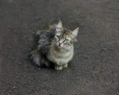 小猫,幼小动物,动物毛,自然,褐色,水平画幅,卢克·扬,小胡子,饥饿的