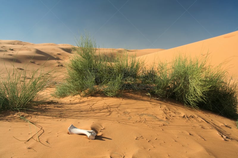 erg chebbi dunes,沙丘,内布拉斯加州沙丘,莫鲁加,阿尔及利亚,多刺疏林,天空,沙子,旅行者,干的