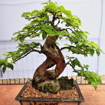 菲律宾,盆景,美,小的,传统,比例,方形画幅,鹅卵石,限制空间,维萨亚群岛