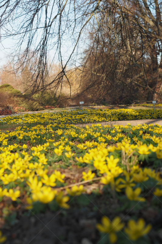 gelbe Blume im frühen Frühling die Winterlinge